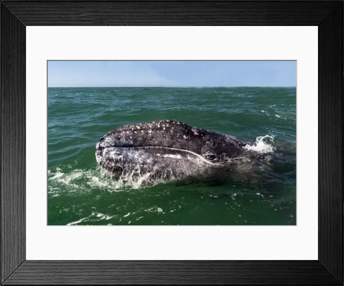 Framed Print : Picture No. 11671952 Framed Print : Picture No. 11671952
