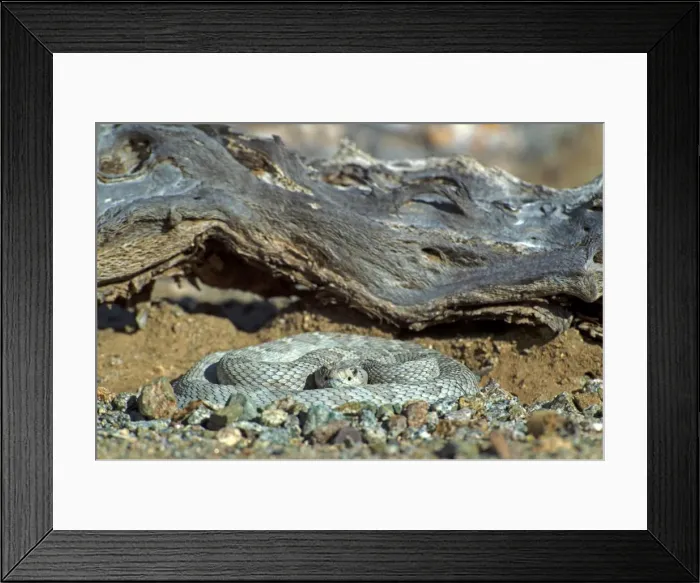 Framed Print : Picture No. 11671953 Framed Print : Picture No. 11671953