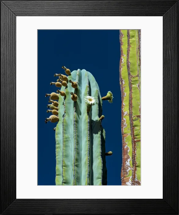 Framed Print : Picture No. 11671956 Framed Print : Picture No. 11671956