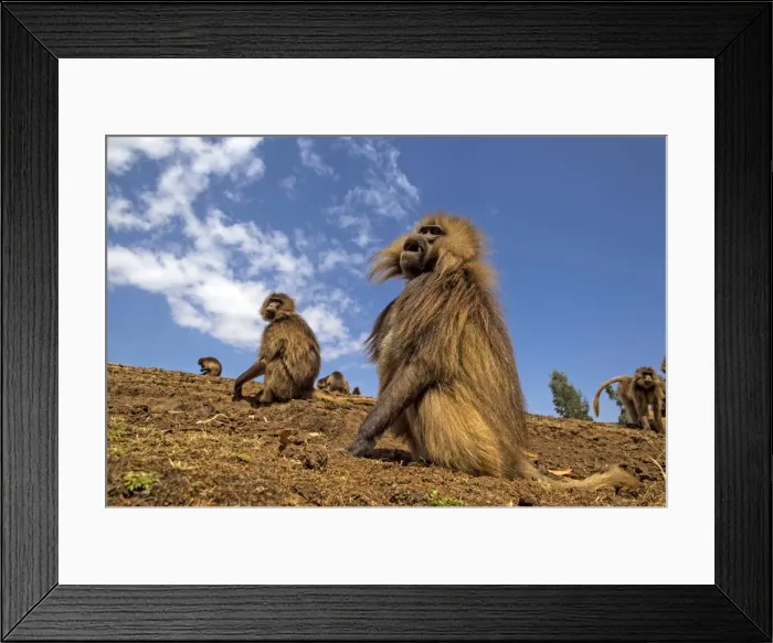 Framed Print : Picture No. 11671958 Framed Print : Picture No. 11671958