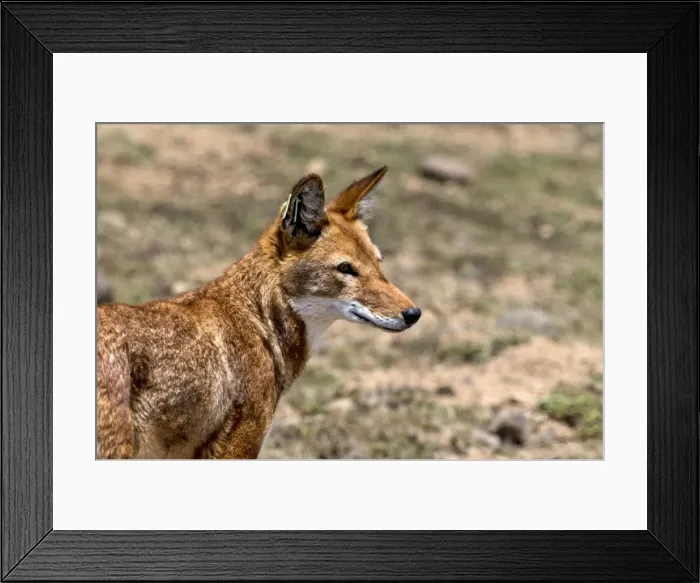 Framed Print : Picture No. 11671960 Framed Print : Picture No. 11671960