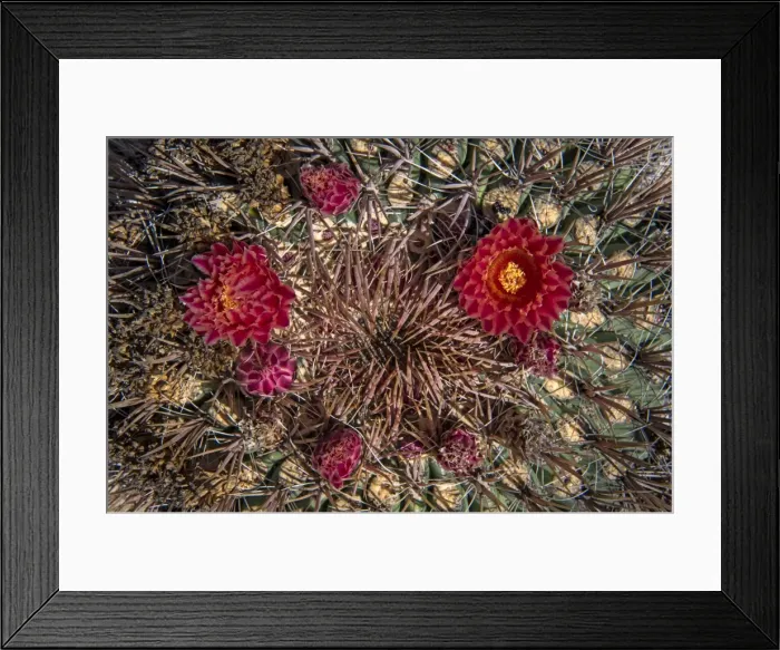 Framed Print : Picture No. 11671963 Framed Print : Picture No. 11671963