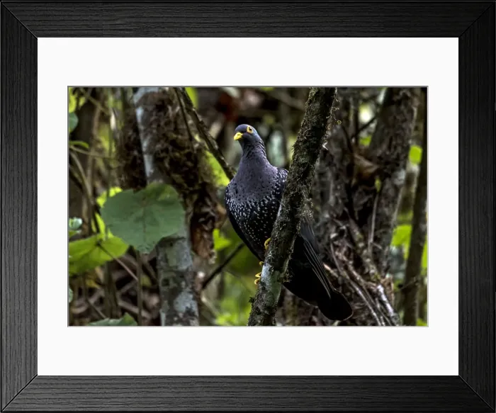 Framed Print : Picture No. 11671964 Framed Print : Picture No. 11671964