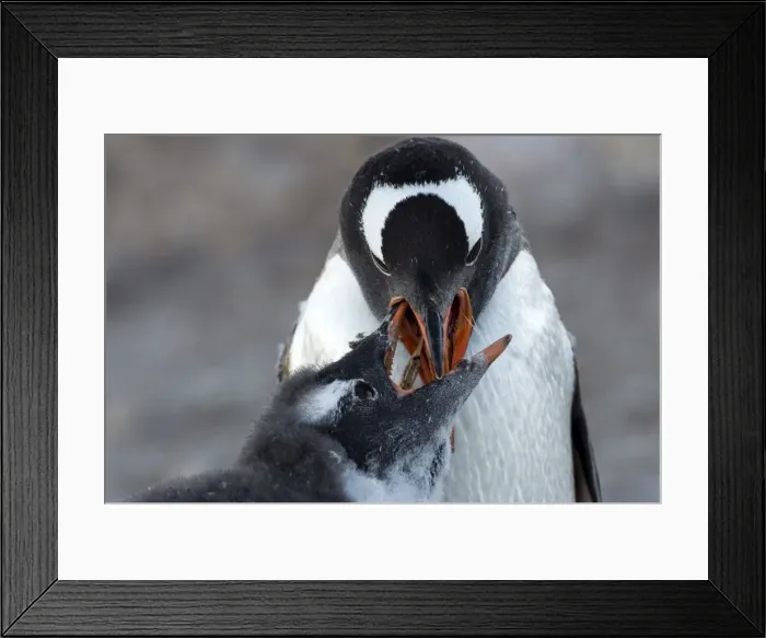Framed Print : Picture No. 11671969 Framed Print : Picture No. 11671969
