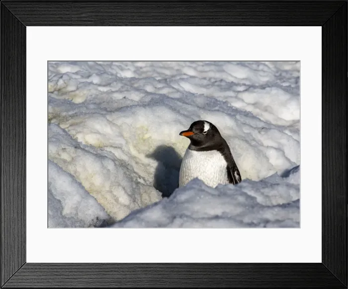 Framed Print : Picture No. 11671970 Framed Print : Picture No. 11671970