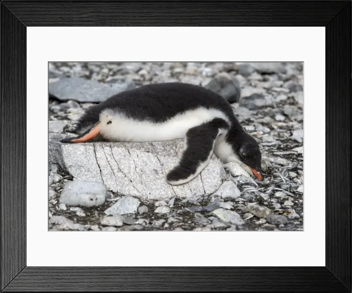 Framed Print : Picture No. 11671972 Framed Print : Picture No. 11671972