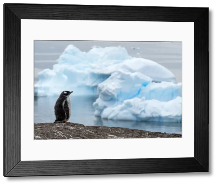 Framed Print : Picture No. 11671973 Framed Print : Picture No. 11671973