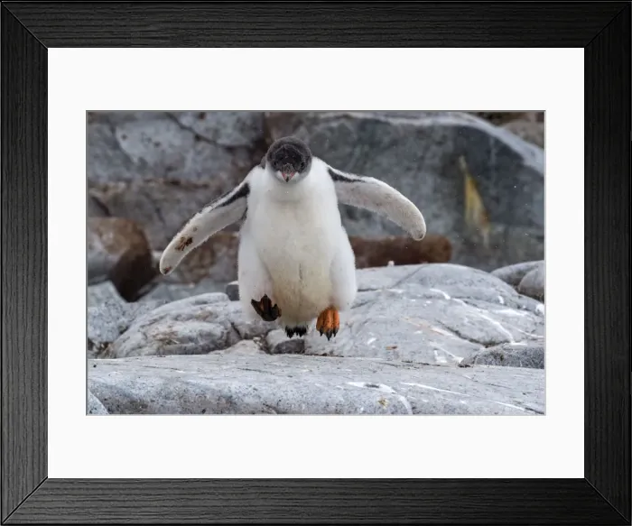 Framed Print : Picture No. 11671974