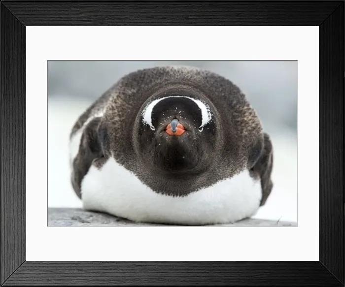 Framed Print : Picture No. 11671975 Framed Print : Picture No. 11671975