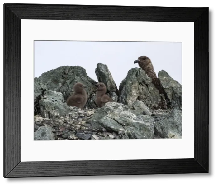 Framed Print : Picture No. 11671980 Framed Print : Picture No. 11671980