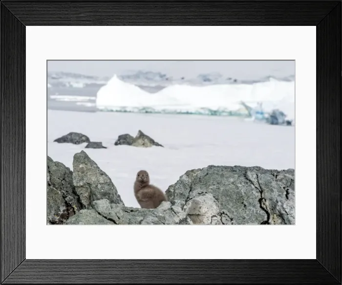 Framed Print : Picture No. 11671981 Framed Print : Picture No. 11671981