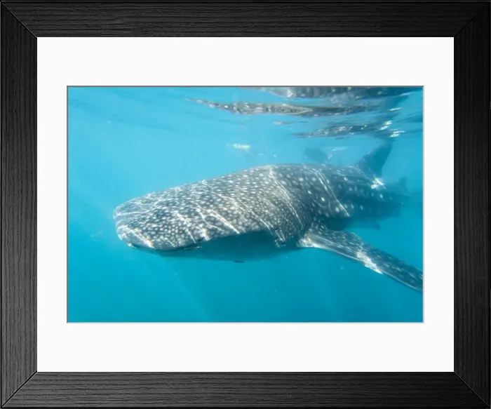 Framed Print : Picture No. 11671982 Framed Print : Picture No. 11671982