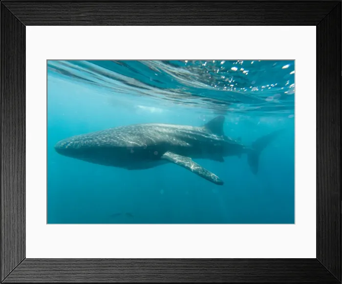 Framed Print : Picture No. 11671983 Framed Print : Picture No. 11671983