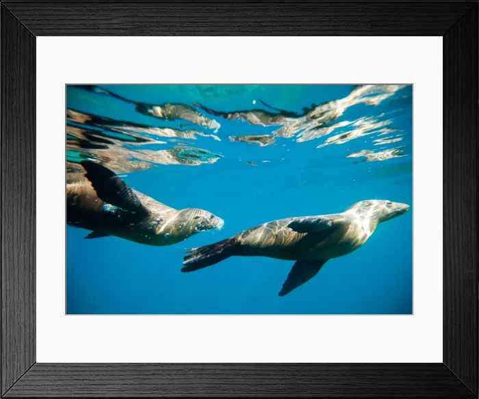 Framed Print : Picture No. 11671984 Framed Print : Picture No. 11671984