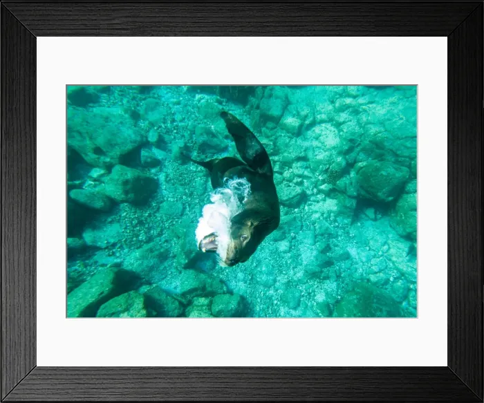 Framed Print : Picture No. 11671985 Framed Print : Picture No. 11671985