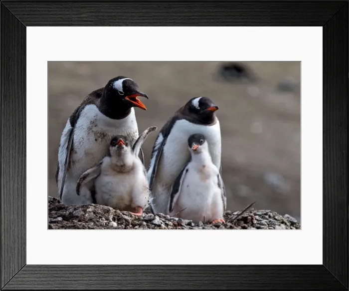Framed Print : Picture No. 11671986 Framed Print : Picture No. 11671986
