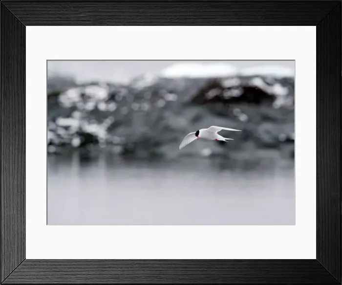 Framed Print : Picture No. 11671987 Framed Print : Picture No. 11671987