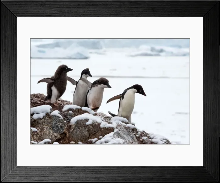 Framed Print : Picture No. 11671989 Framed Print : Picture No. 11671989