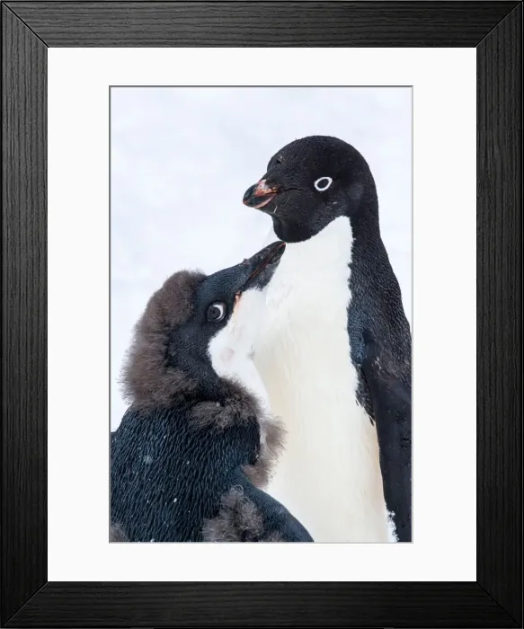 Framed Print : Picture No. 11671990 Framed Print : Picture No. 11671990