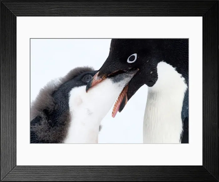 Framed Print : Picture No. 11671991 Framed Print : Picture No. 11671991