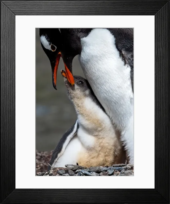 Framed Print : Picture No. 11671993 Framed Print : Picture No. 11671993