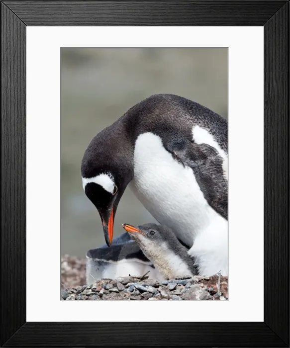 Framed Print : Picture No. 11671992 Framed Print : Picture No. 11671992