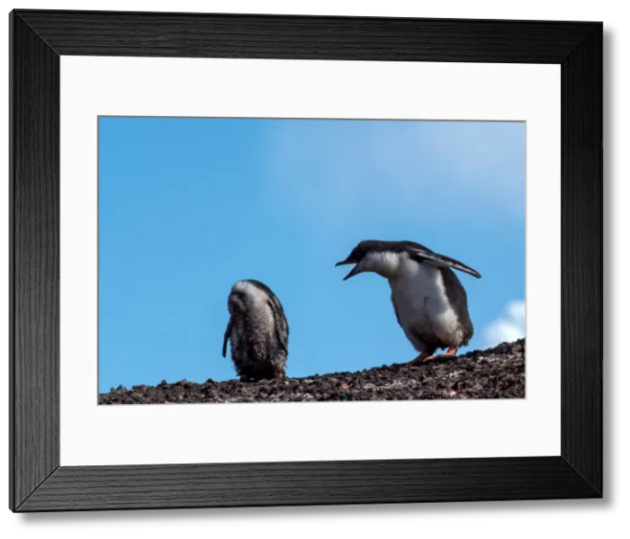 Framed Print : Picture No. 11671995 Framed Print : Picture No. 11671995