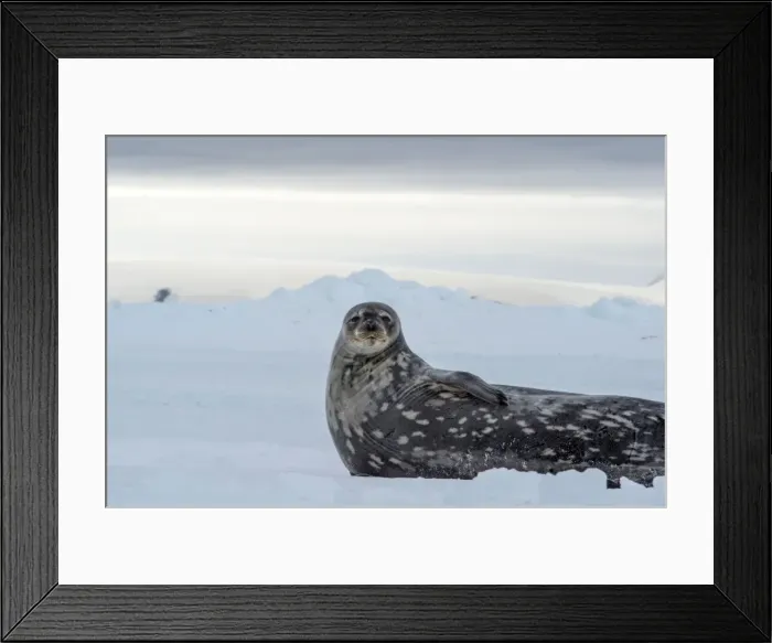 Framed Print : Picture No. 11672001 Framed Print : Picture No. 11672001