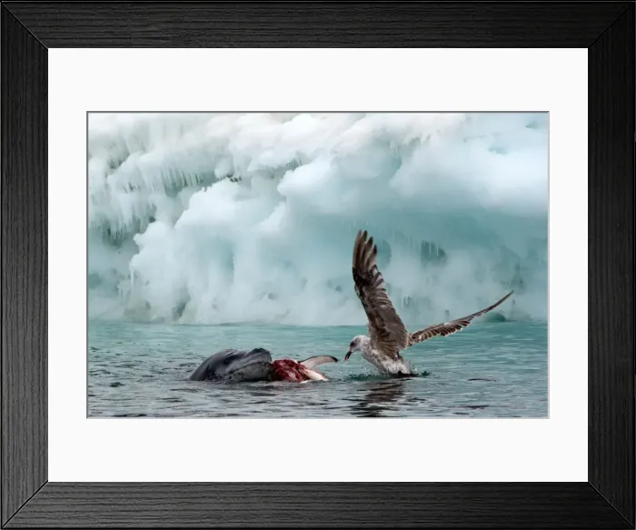 Framed Print : Picture No. 11672005 Framed Print : Picture No. 11672005
