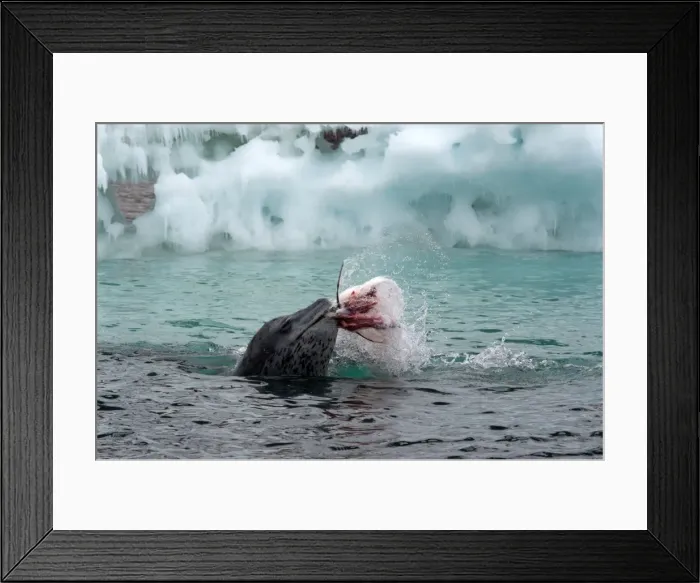 Framed Print : Picture No. 11672004 Framed Print : Picture No. 11672004