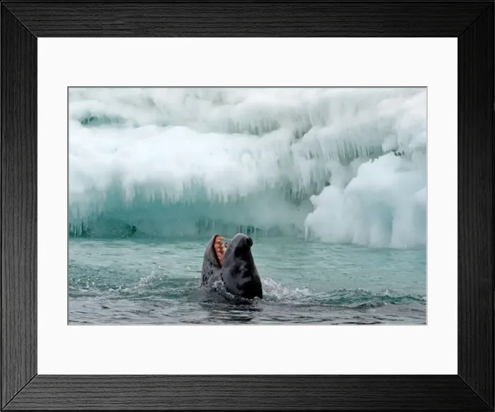 Framed Print : Picture No. 11672006 Framed Print : Picture No. 11672006