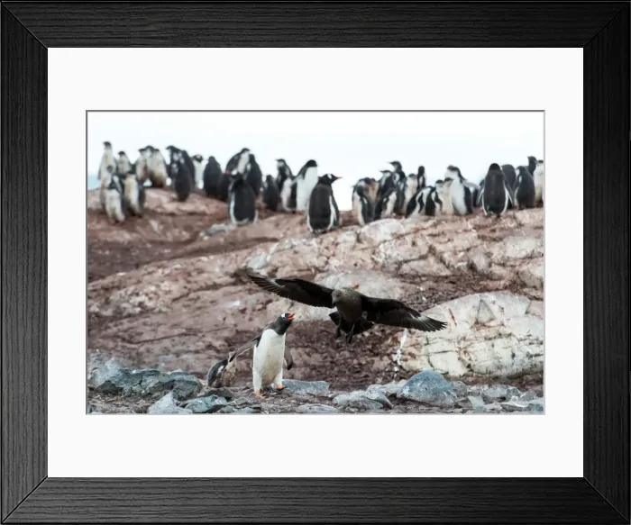 Framed Print : Picture No. 11672009 Framed Print : Picture No. 11672009