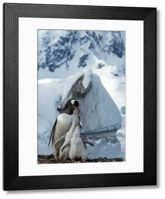 Framed Print : Picture No. 11672013 Framed Print : Picture No. 11672013