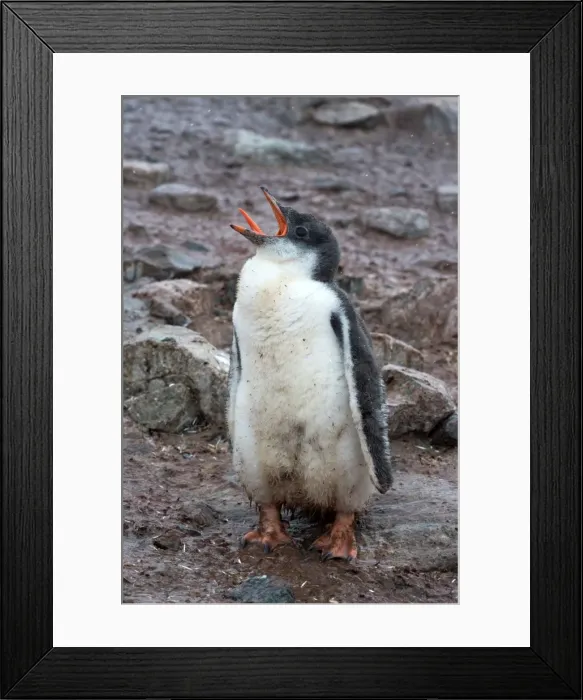Framed Print : Picture No. 11672017