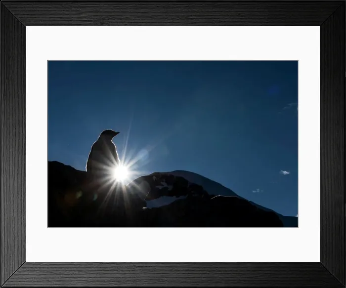 Framed Print : Picture No. 11672020 Framed Print : Picture No. 11672020