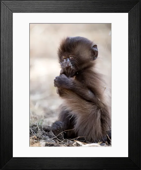Framed Print : Picture No. 11672027 Framed Print : Picture No. 11672027