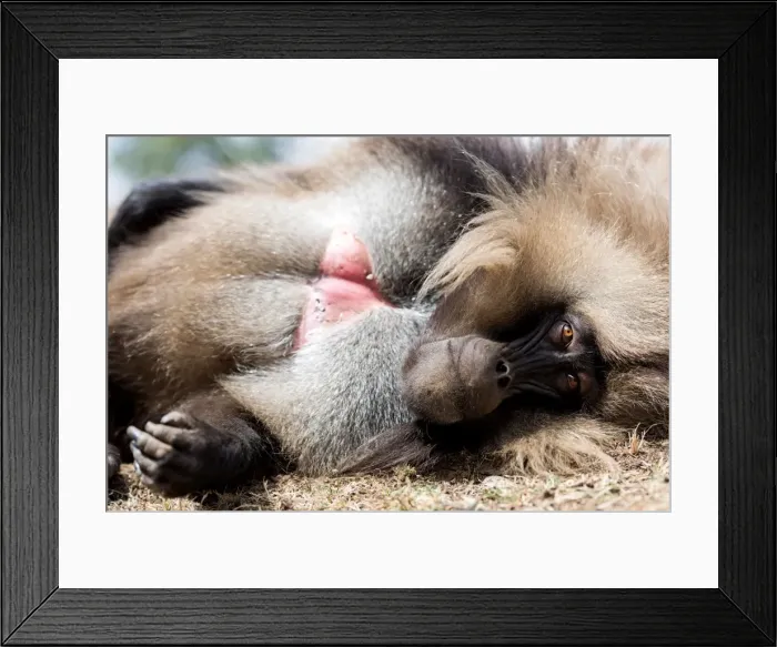 Framed Print : Picture No. 11672028 Framed Print : Picture No. 11672028
