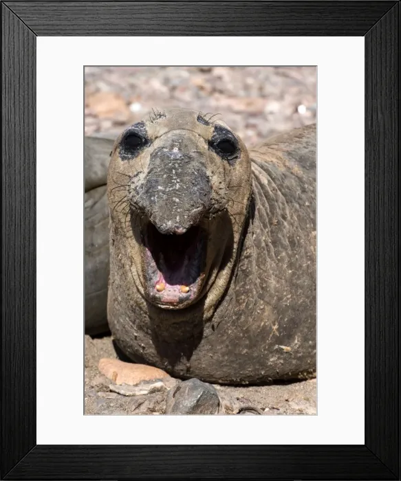 Framed Print : Picture No. 11672029 Framed Print : Picture No. 11672029