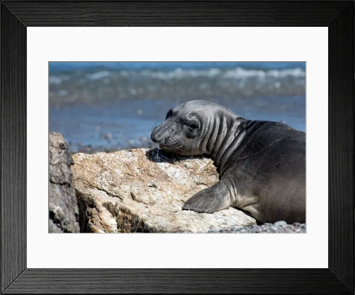Framed Print : Picture No. 11672031 Framed Print : Picture No. 11672031