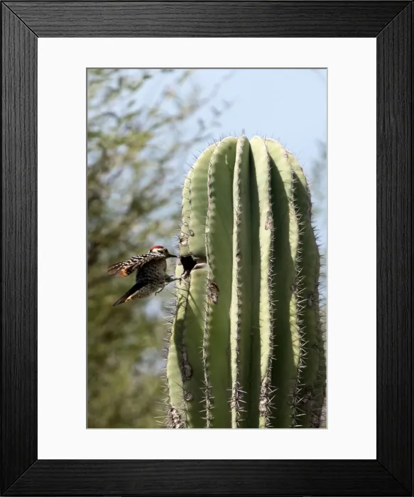 Framed Print : Picture No. 11672033 Framed Print : Picture No. 11672033