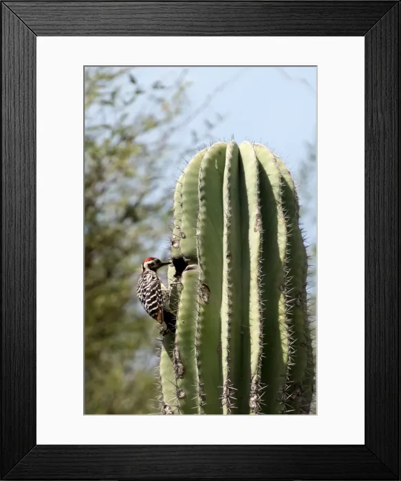 Framed Print : Picture No. 11672034 Framed Print : Picture No. 11672034