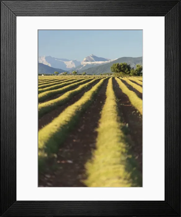Framed Print : Picture No. 11672036 Framed Print : Picture No. 11672036