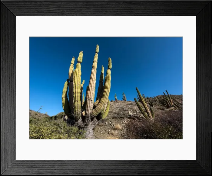 Framed Print : Picture No. 11672035 Framed Print : Picture No. 11672035