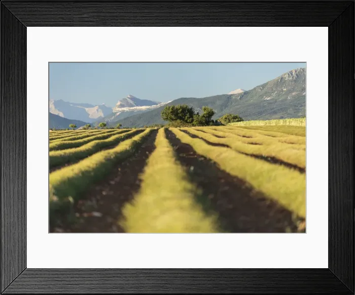Framed Print : Picture No. 11672037 Framed Print : Picture No. 11672037