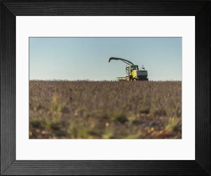 Framed Print : Picture No. 11672038 Framed Print : Picture No. 11672038