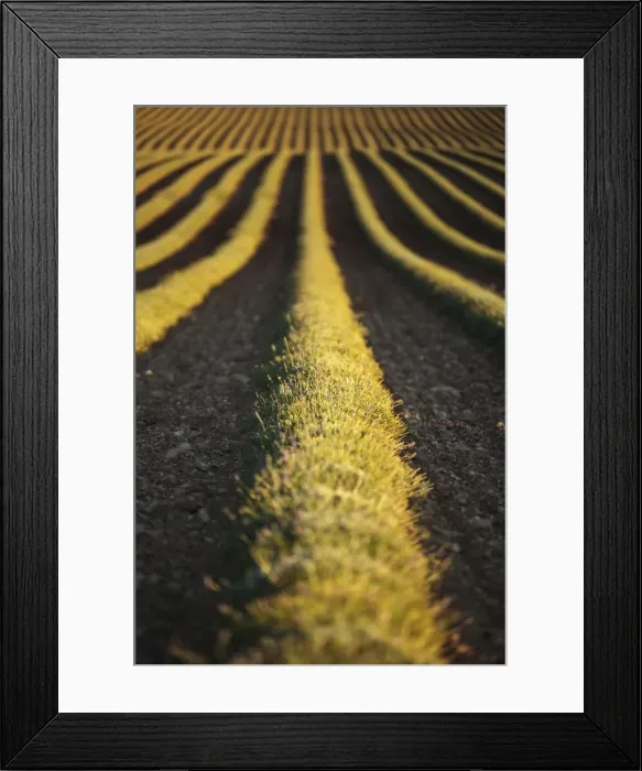 Framed Print : Picture No. 11672039 Framed Print : Picture No. 11672039