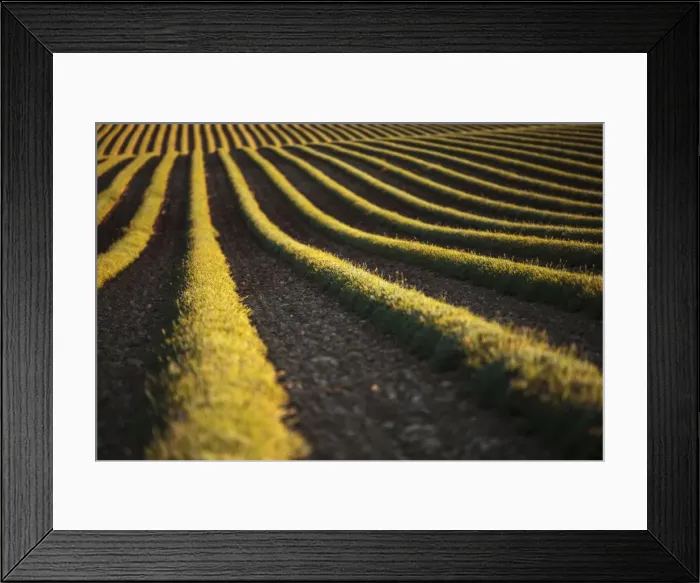 Framed Print : Picture No. 11672040 Framed Print : Picture No. 11672040