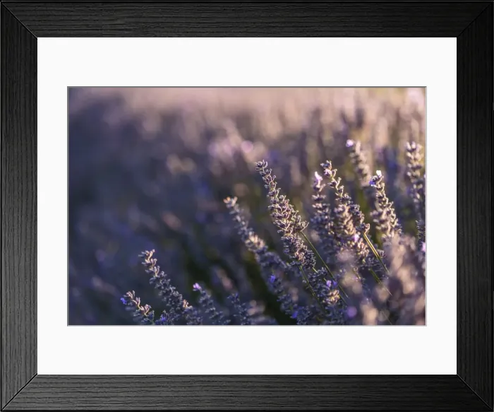Framed Print : Picture No. 11672046 Framed Print : Picture No. 11672046