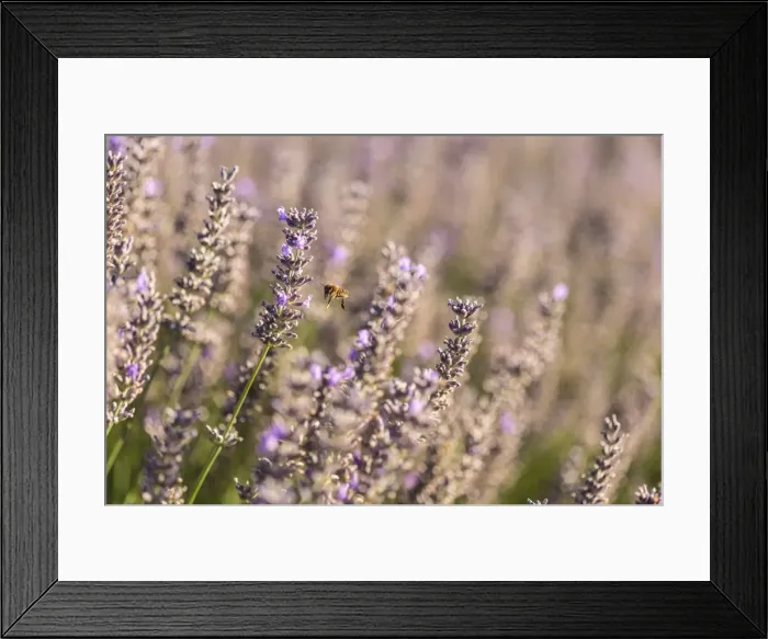 Framed Print : Picture No. 11672047 Framed Print : Picture No. 11672047