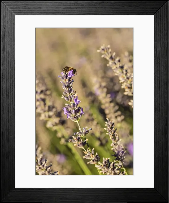 Framed Print : Picture No. 11672048 Framed Print : Picture No. 11672048